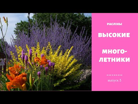 Высокие многолетники. Выпуск 3