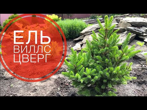 ИЗЮМИНКА сада🌲Альтернатива Конике🌲ЕЛЬ Виллс Цверг