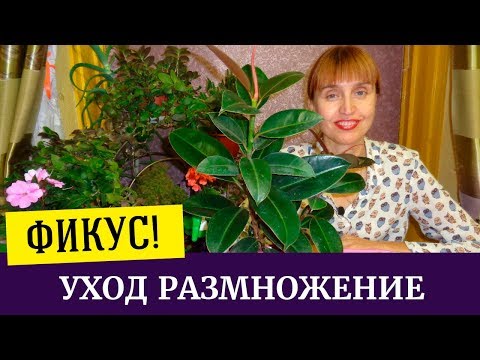 Фикус каучуконосный уход и размножение