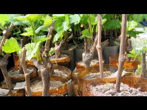 Виноград. Выращивание саженцев из черенков