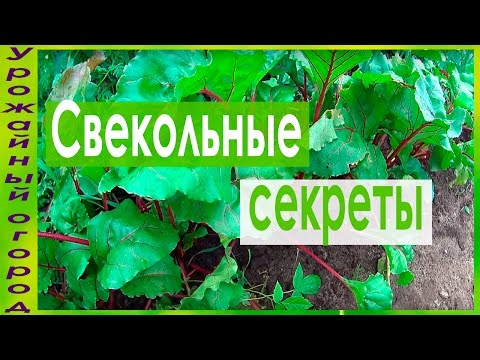 ТОНКОСТИ ВЫРАЩИВАНИЯ СВЕКЛЫ!!!КАК УЛУЧШИТЬ ВКУС И ЛЕЖКОСТЬ!!!