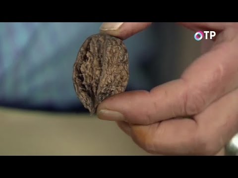Выращиваем маньчжурский орех