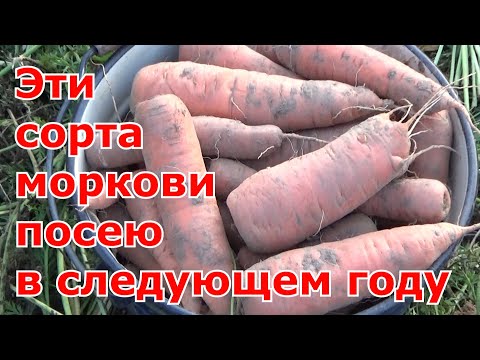 Какой сорт моркови мне понравился в 2022. Самые урожайные и вкусные сорта моркови на следующий год.