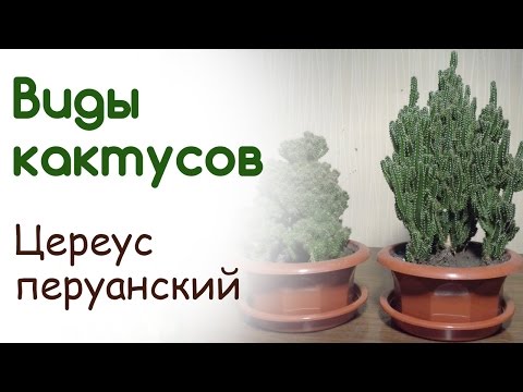 Виды кактусов. Цереус перуанский монстрозная форма. Цереус флорида. Как сформировать красивый куст