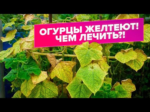 ЖЕЛТЫЕ ЛИСТЬЯ НА ОГУРЦАХ. БОЛЕЗНИ ОГУРЦОВ. ДИАГНОСТИКА. ЛЕЧЕНИЕ