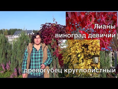 Лианы - виноград девичий и древогубец круглолистный.