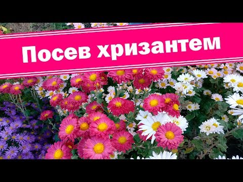 О посеве подробно!!! Выращиваем хризантемы из семян.