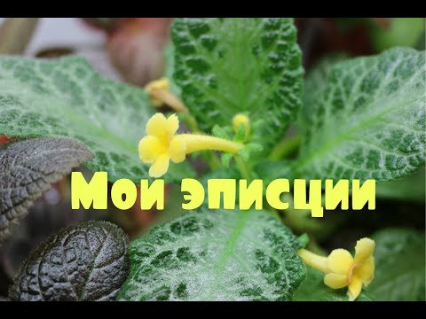 ✿Все мои эписции✿ Обзор ✿ Amethistic_Glow ✿