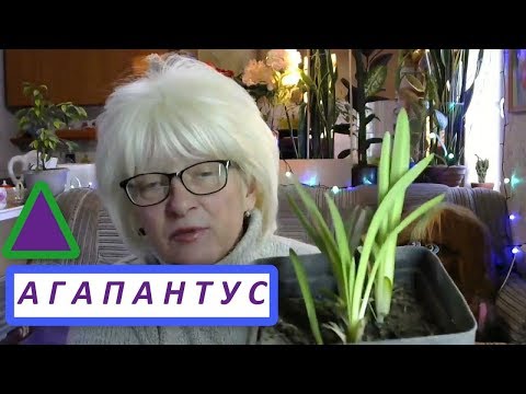 Цветок Агапантус - Африканская лилия. Описание, уход, история