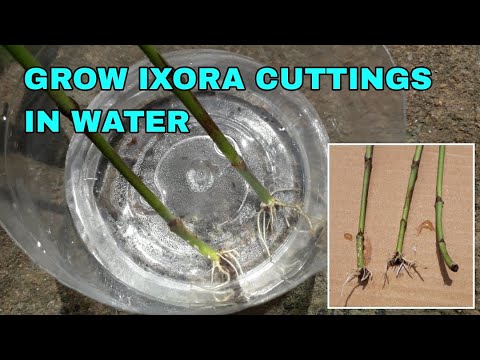 GROW IXORA CUTTINGS IN WATER
