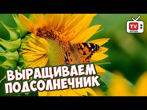 ПОДСОЛНЕЧНИК Декоративные виды 🌻 Как правильно рассчитать сроки посадки? обзор