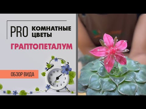 Граптопеталум - суккулент, похожий на каменную розу. Неприхотливое комнатное растение для ценителей