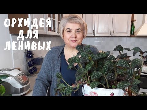 Лудизия. Мои цветы. Мой опыт.