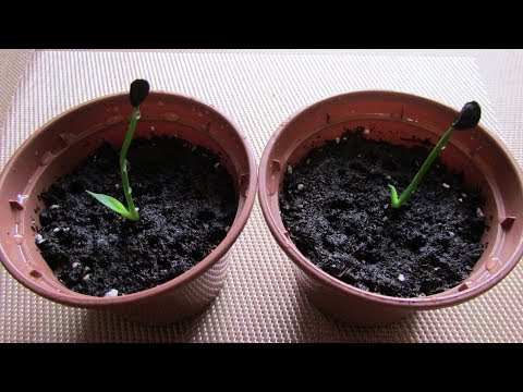 Агава Парри от семени до растения/Agave Parry from seed to plant