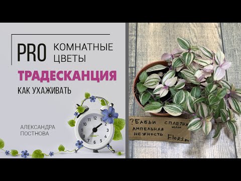 Традесканция - все ли сорта вам знакомы? Неприхотливое ампельное растение для дома.