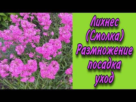 Лихнес (Смолка) . Размножение Посадка Уход.