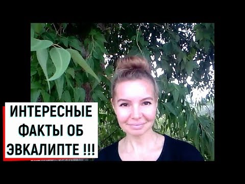 ИНТЕРЕСНЫЕ ФАКТЫ ОБ ЭВКАЛИПТЕ !!!