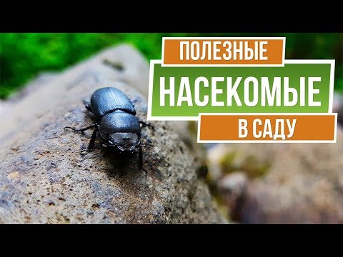 Они помогут вам в саду ✔️ Полезные насекомые на даче