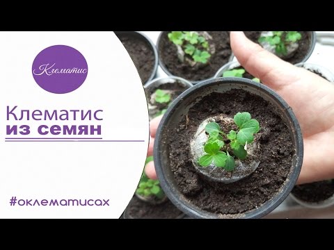 🌺 ВЫРАЩИВАНИЕ КЛЕМАТИСА ИЗ СЕМЯН – клематис из семян в домашних условиях от канала Клематис TV