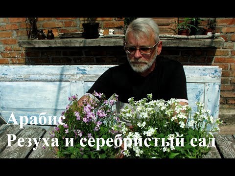 Арабис (Резуха) и серебристый сад