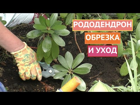 РОДОДЕНДРОН! ПРАВИЛА ОБРЕЗКИ И УХОДА!