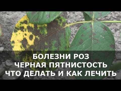 Болезни Роз, на Листьях Появились Пятна – что Делать и чем Лечить Розы.