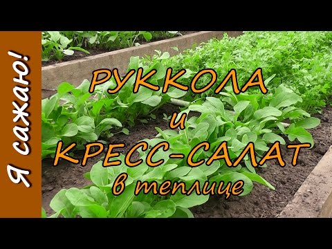 РУККОЛА и КРЕСС-САЛАТ в теплице. Я сажаю.