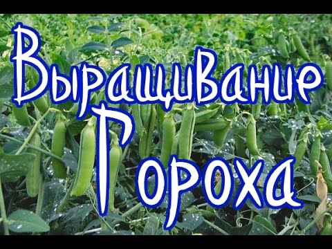 Выращивание гороха (самый лучший способ реанимировать почву)