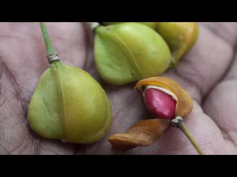 Guaiacum officinale | Tree of Life fruits