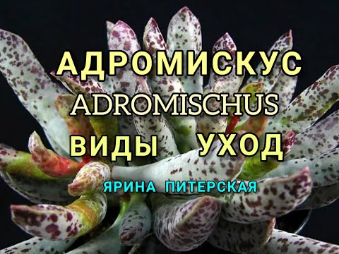 Адромискус.Виды. Уход.