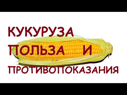 Кукуруза. Польза и вред для здоровья.