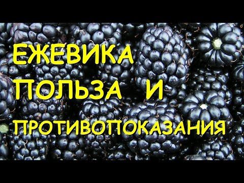 Ежевика. Полезные свойства и противопоказания.