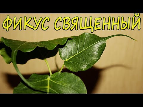 Фикус священный. [Надежда и мир]