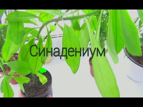 СИНАДЕНИУМ пересадка и уход в домашних условиях,МОИ ЦВЕТЫ.