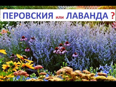 НОВИНКА !!! ГДЕ КУПИТЬ и КАК ВЫРАСТИТЬ??? ПЕРОВСКИЯ в дизайне сада.