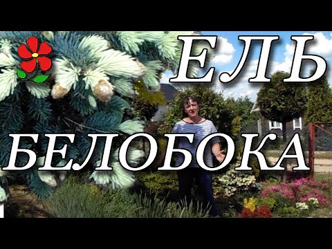 Ель колючая &quot;Белобока&quot; и &quot;Золото Майя&quot;