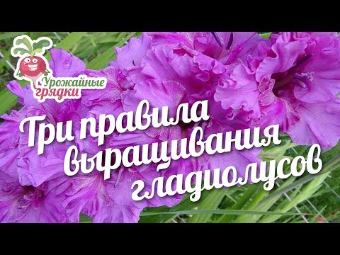 Три правила выращивания гладиолусов #urozhainye_gryadki