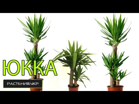 Юкка уход в домашних условиях / растение юкка