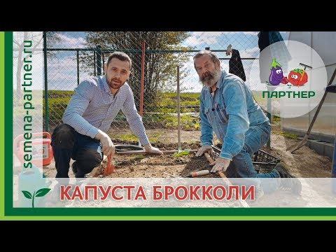 КАК САЖАТЬ БРОККОЛИ В ОТКРЫТЫЙ ГРУНТ