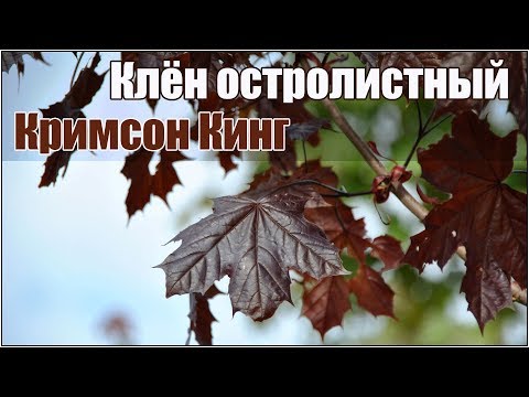 Клен остролистный Кримсон Кинг - стратификация и посадка семян