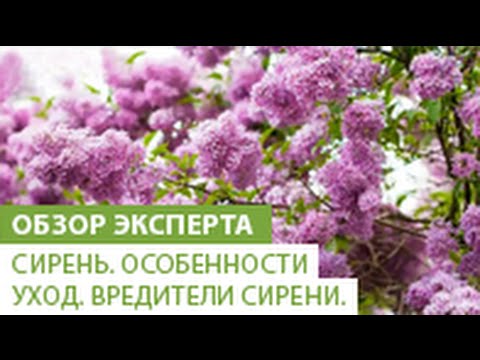 Сирень. Особенности сирени. Уход за сиренью. Вредители сирени.