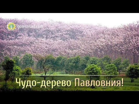 ЧУДО-ДЕРЕВО ПАВЛОВНИЯ!