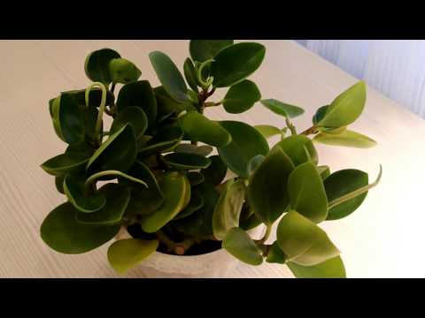 ПЕПЕРОМИЯ - Peperomia Уход в домашних условиях