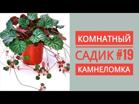 Комнатный садик #19. КАМНЕЛОМКА. Пересадка