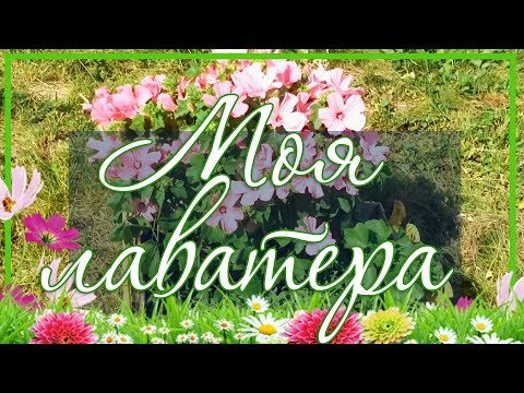 🌸 Цветок Лаватера однолетняя / Выращивание из семян в открытом грунте 🌼