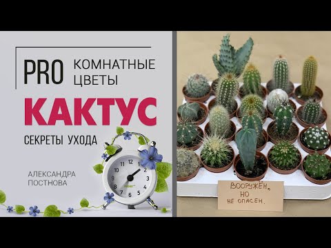 Кактусы - друзья или враги? | Обзор сортов | Как ухаживать за кактусами