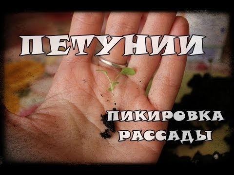 Пикировка рассады петунии