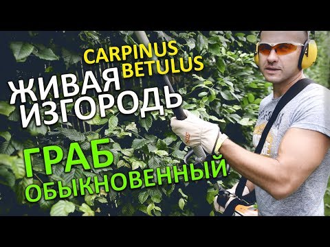 ИЗГОРОДЬ ИЗ ГРАБА В ЛАНДШАФТЕ | HEDGE CARPINUS betulus | СТРИЖКА ТУИ МИНСК | @LORD_OF_GARDEN_BELARUS