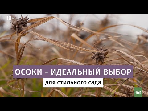 Осоки виды и сорта. Дикие травы.