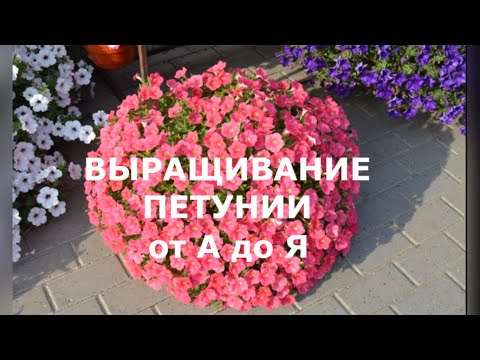 Петуния всходы из семян фото